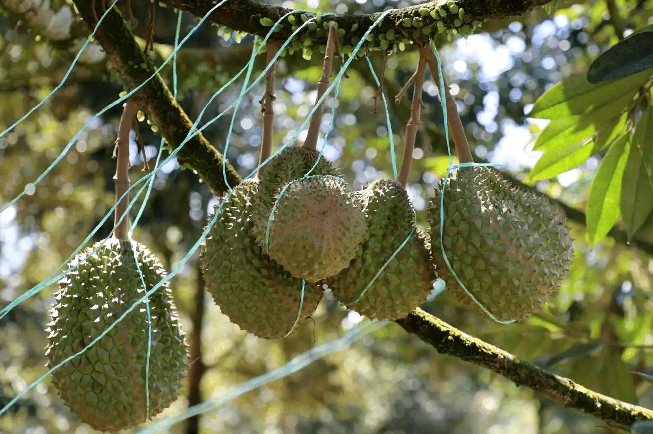 Plantation Durian